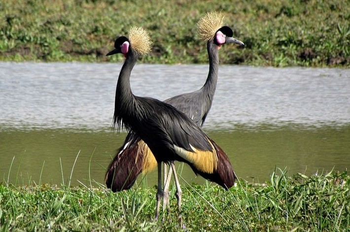 caracteristicas do grou coroado