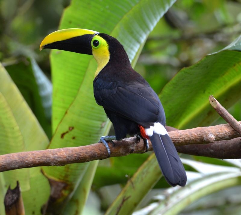 caracteristicas do tucano da garganta amarela