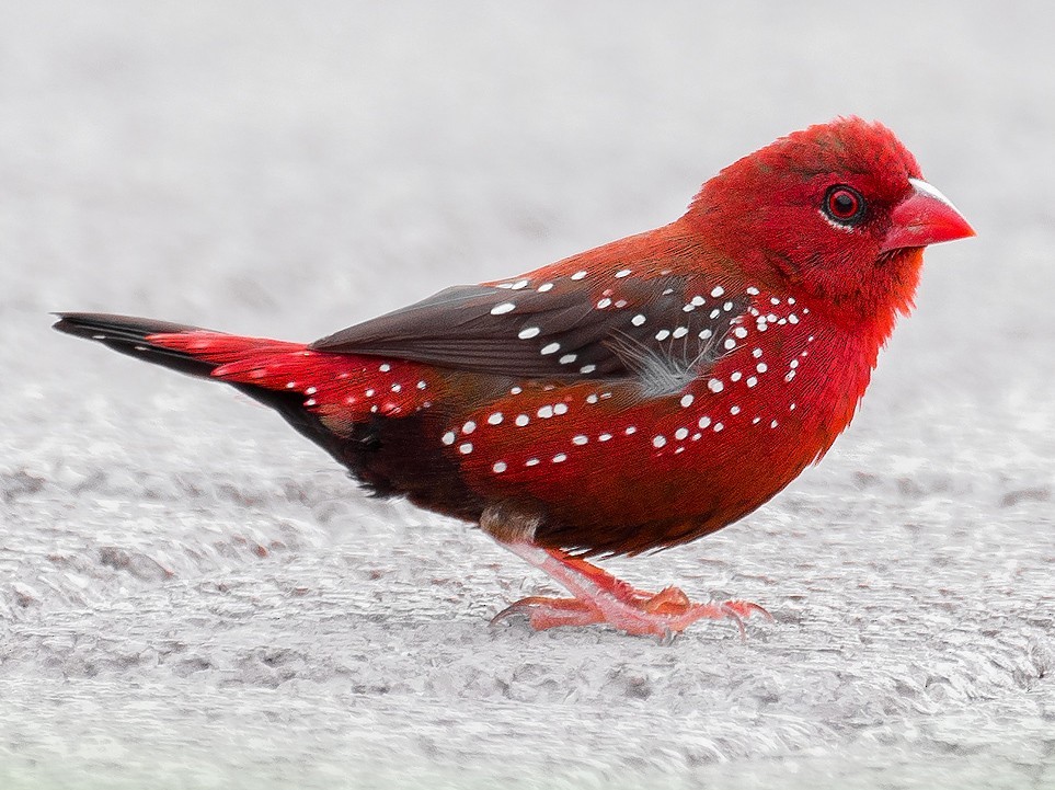 caracteristicas do vermelho bengali