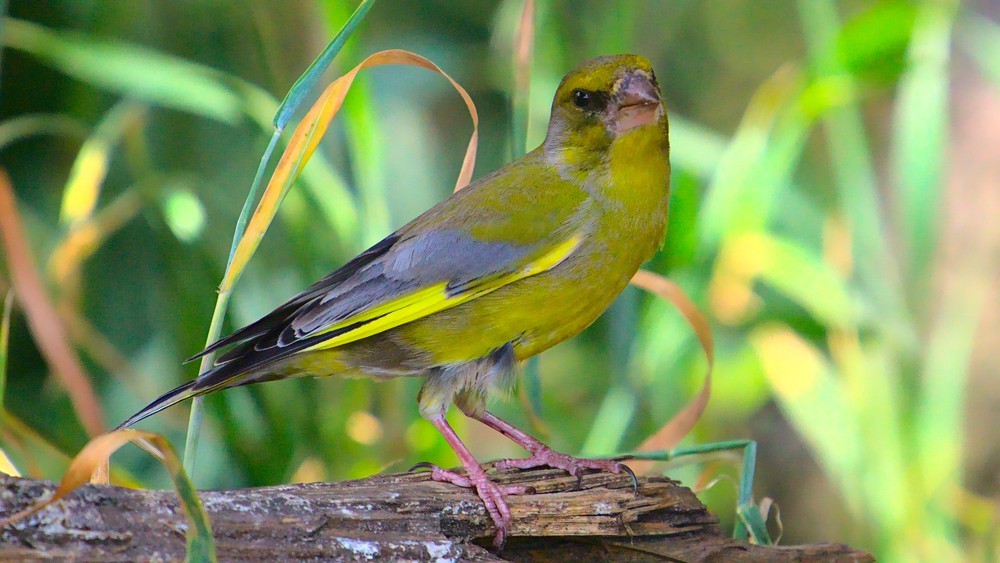 chloris chloris muehlei