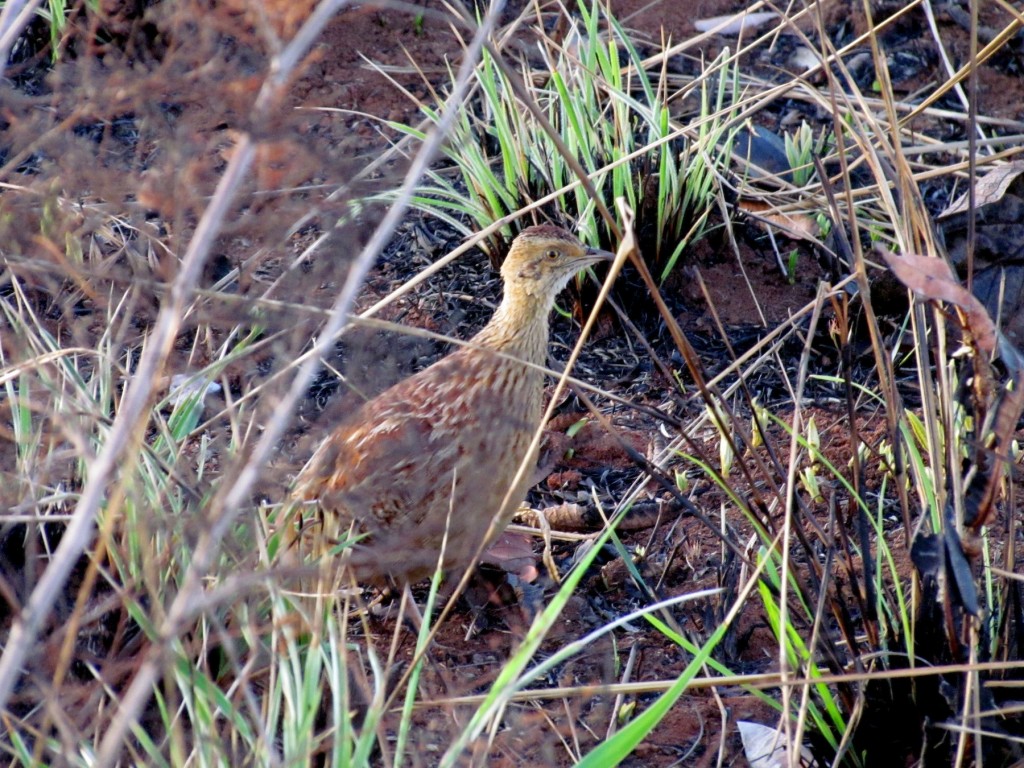 codorna mineira