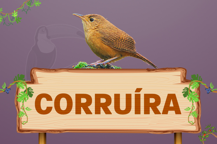 corruíra