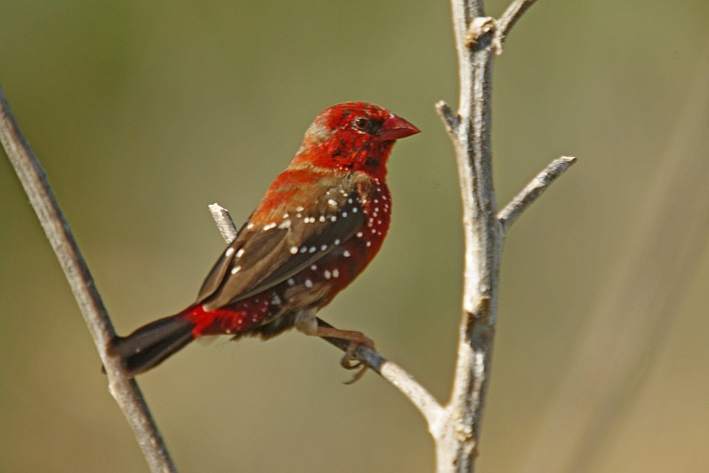 deslocamentos do vermelho bengali