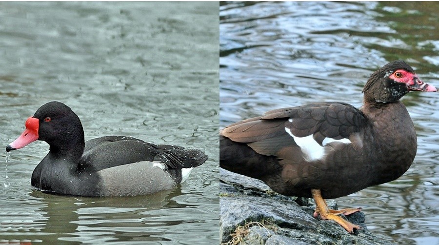 diferenca entre pato e o marrecao