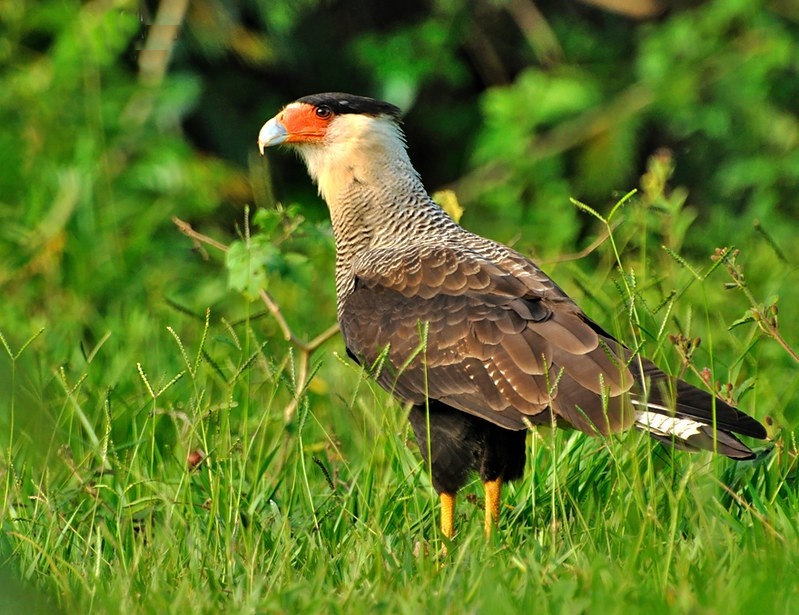 especies de caracara