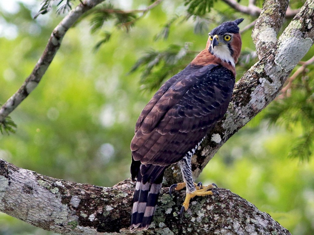 gaviao de penacho