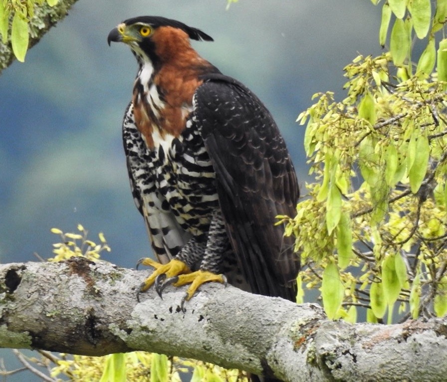 gaviao de penacho