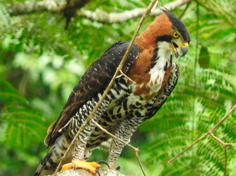 gaviao de penacho