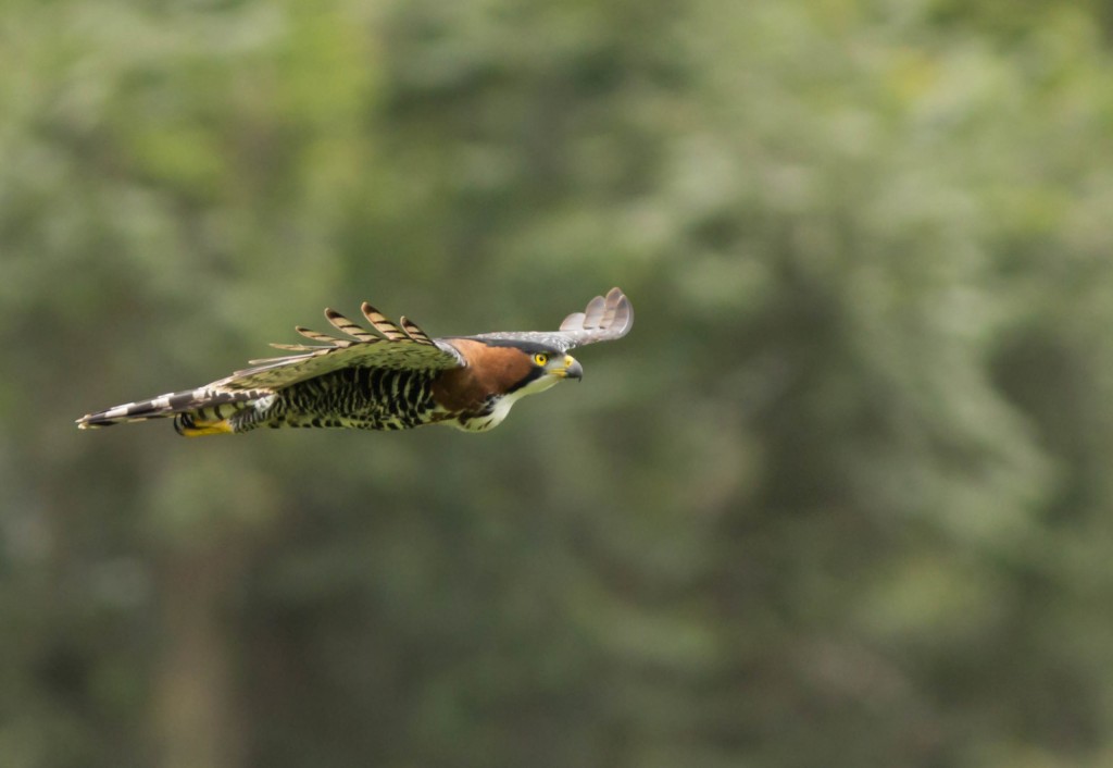 gaviao de penacho