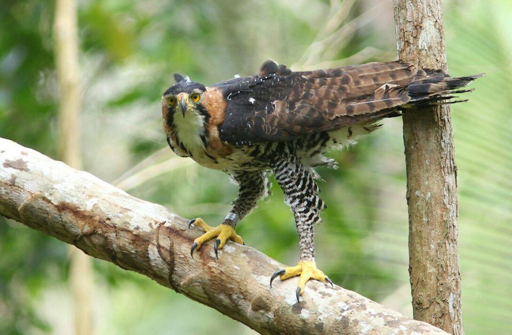 gaviao de penacho