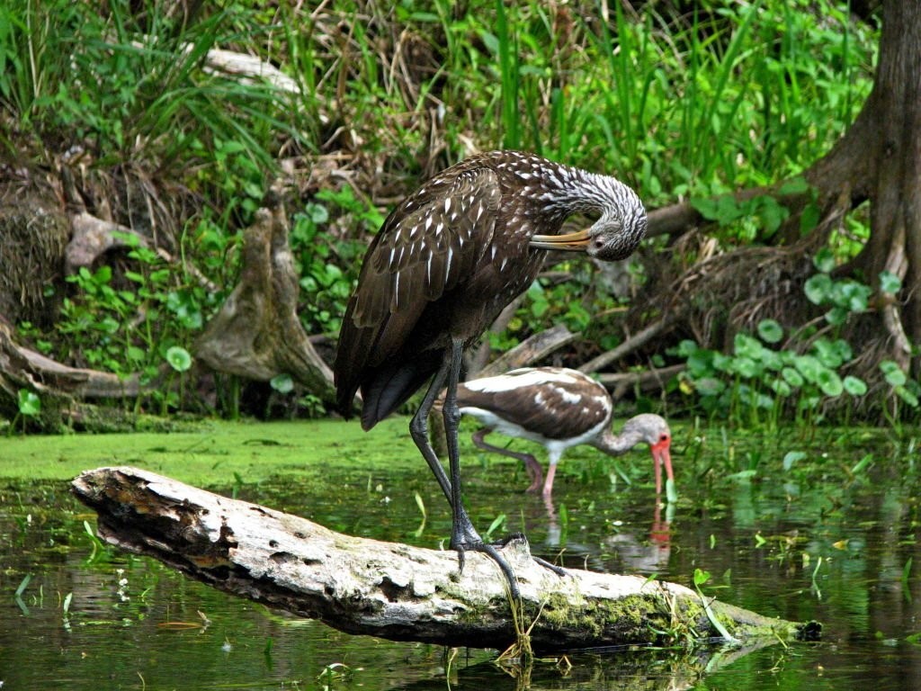 habitat do carao