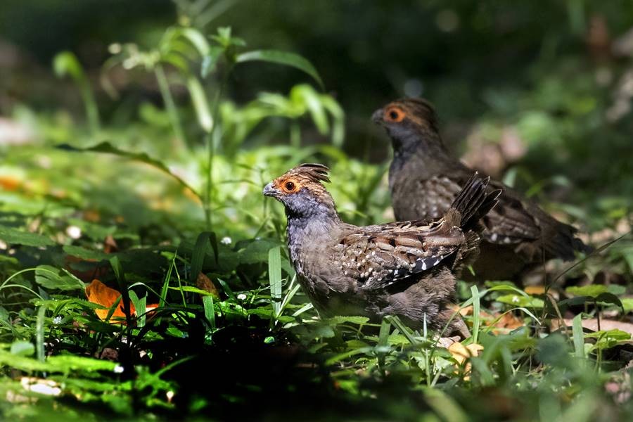 habitat do uru