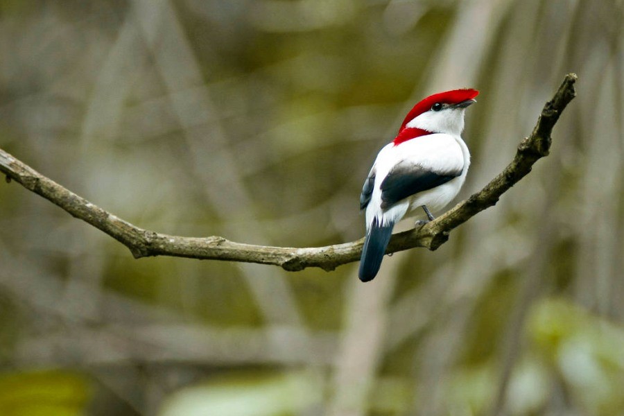 origem do soldadinho doararipe