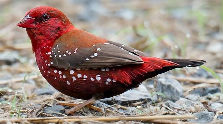 origem do vermelho bengali