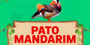 pato mandarim