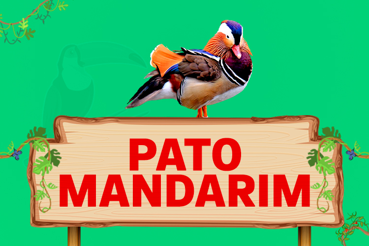 pato mandarim