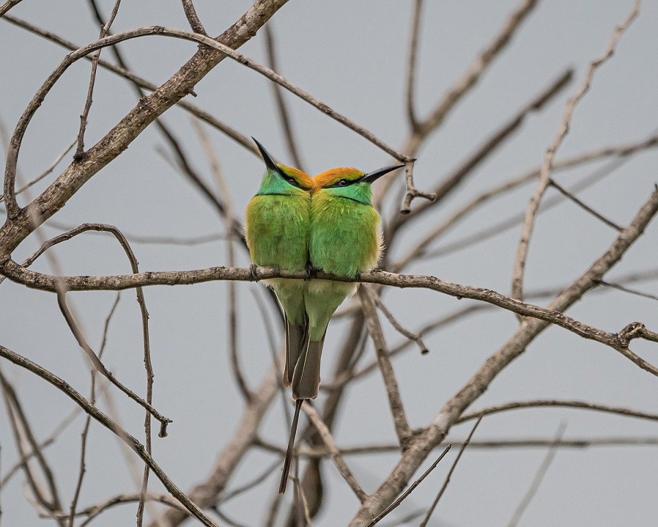 relacionamento do abelharuco verde com humanos