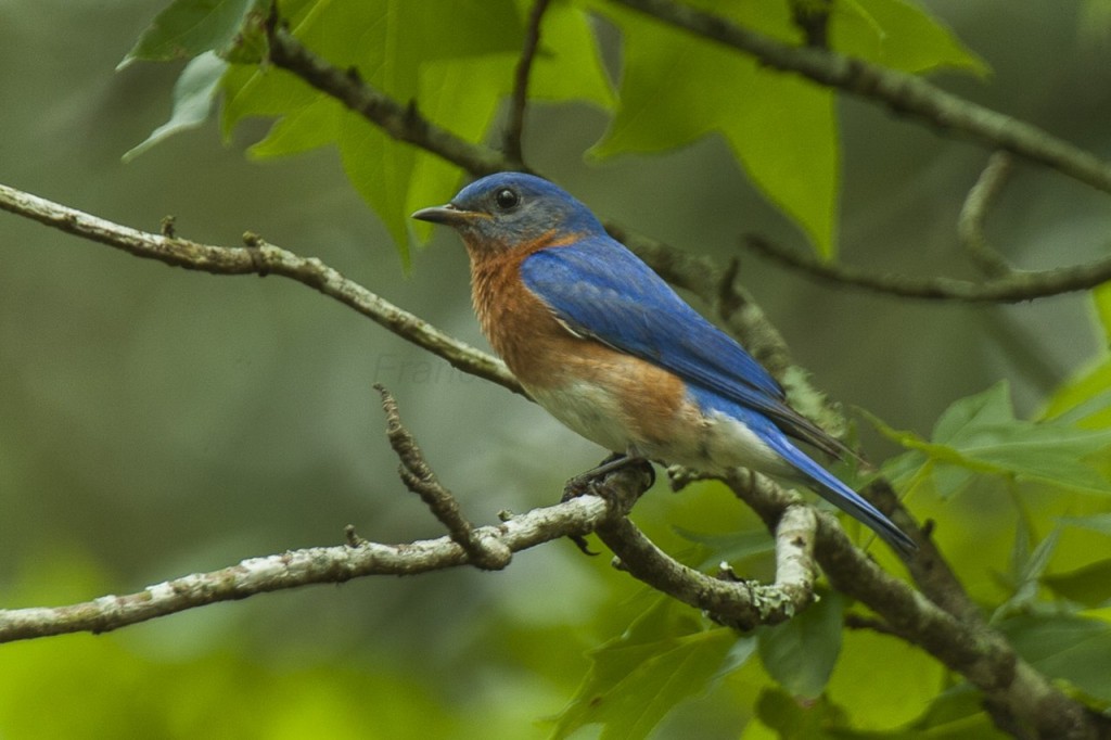 sialia mexicana