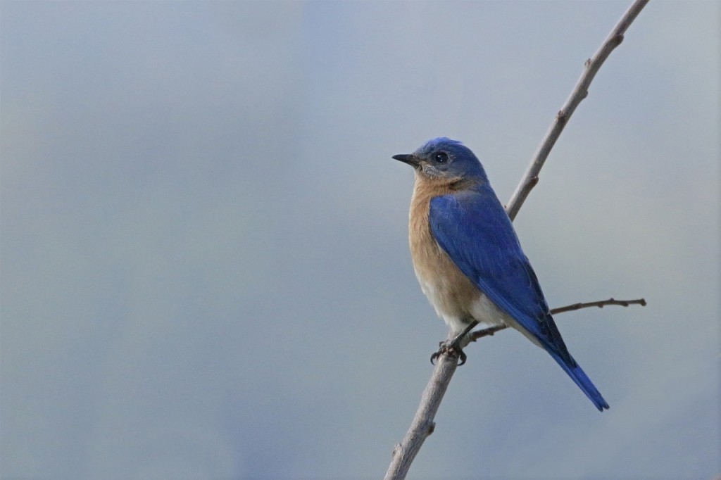 sialia mexicana