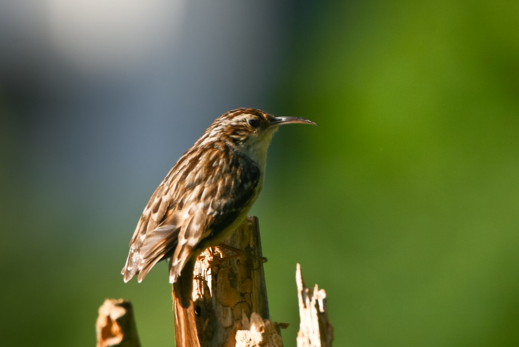 subespecies da trepadeira comum