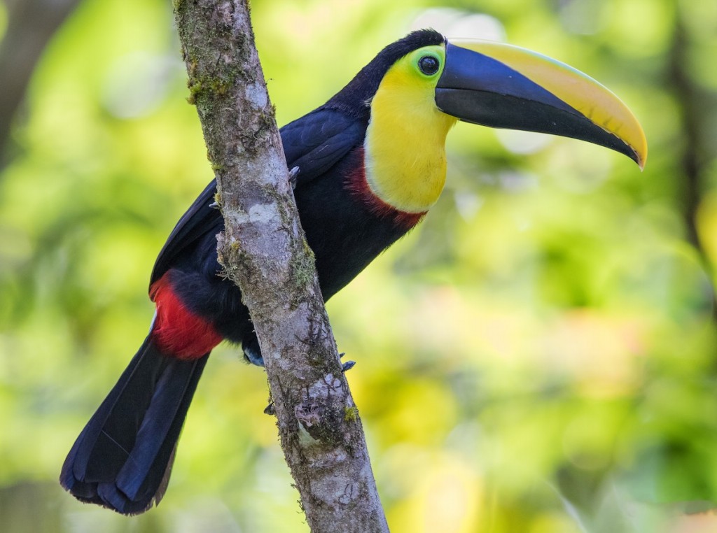 tucano da garganta amarela