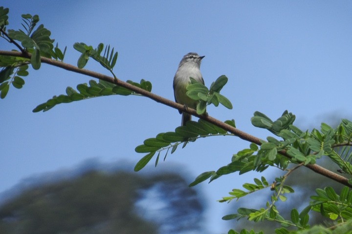 alegrinho 