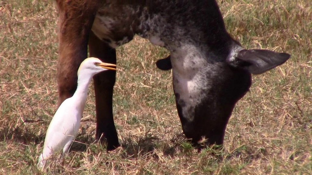 alimentacao da garca-vaqueira