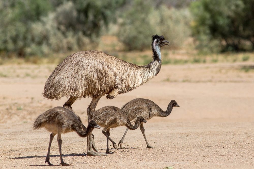 alimentacao do emu