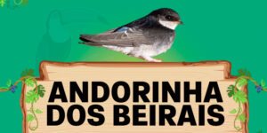 andorinha dos beirais