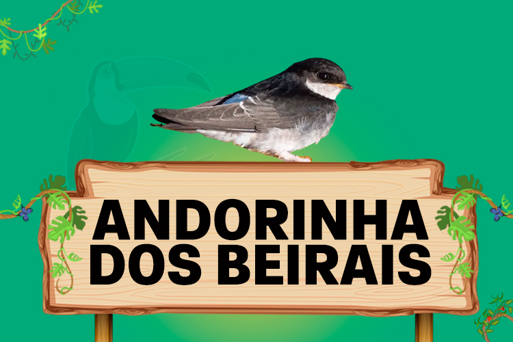 andorinha dos beirais