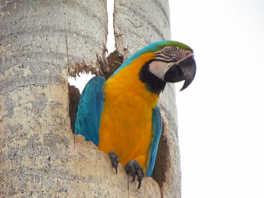 arara do caninde