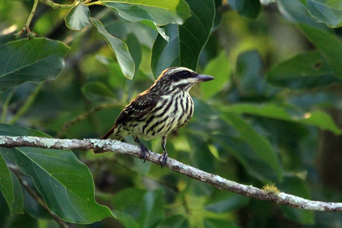 bem-te-vi rajado 