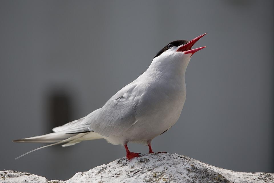 caracteristicas da andorinha do mar