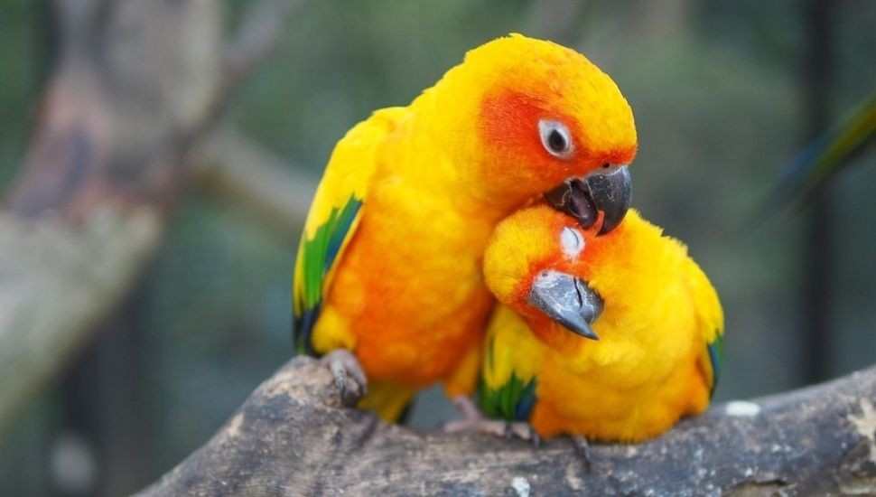 caracteristicas da conure dourada