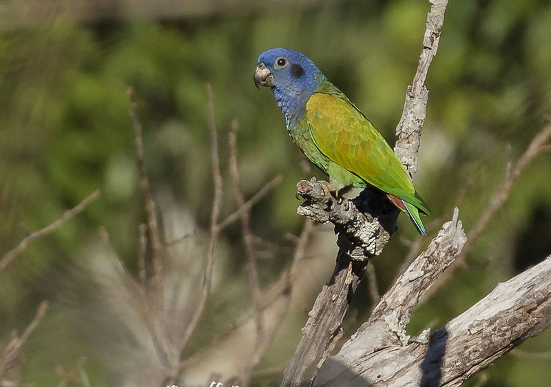 caracteristicas da curica roxa