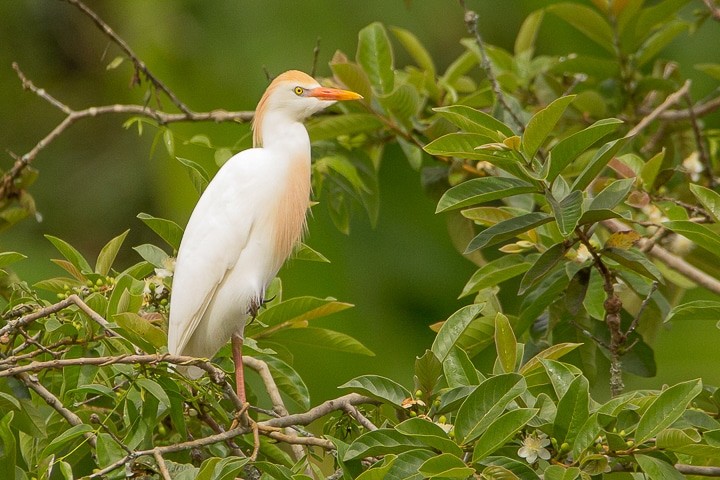 caracteristicas da garca-vaqueira