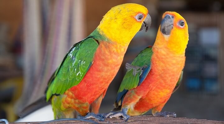 caracteristicas da jandaia-verdadeira