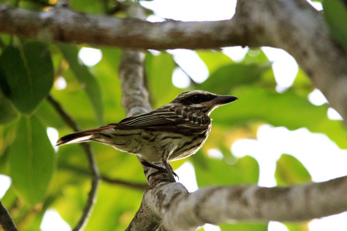 caracteristicas do bem-te-vi rajado