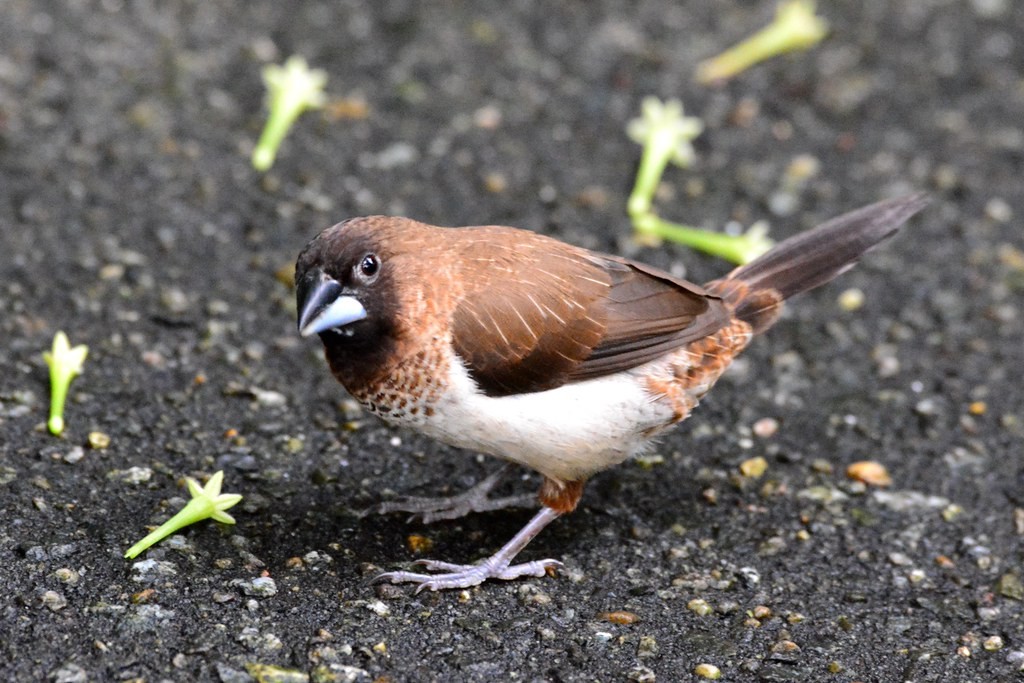 caracteristicas do bengalim do japao