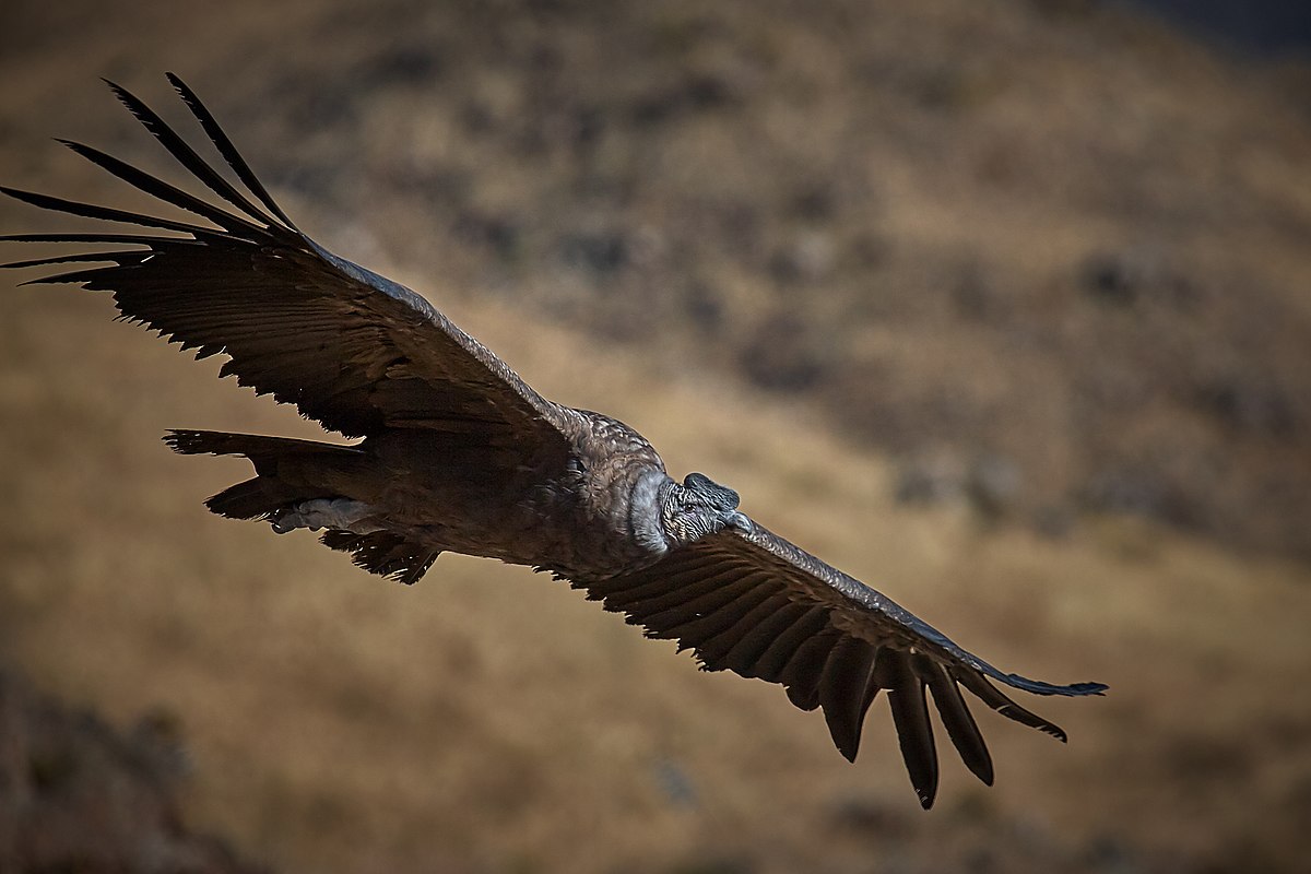 caracteristicas do condor dos andes