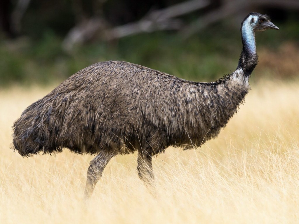 caracteristicas do emu