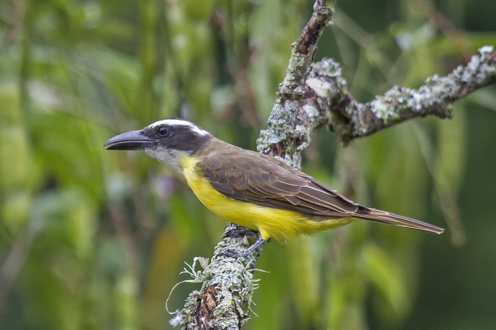 caracteristicas do passaro neinei