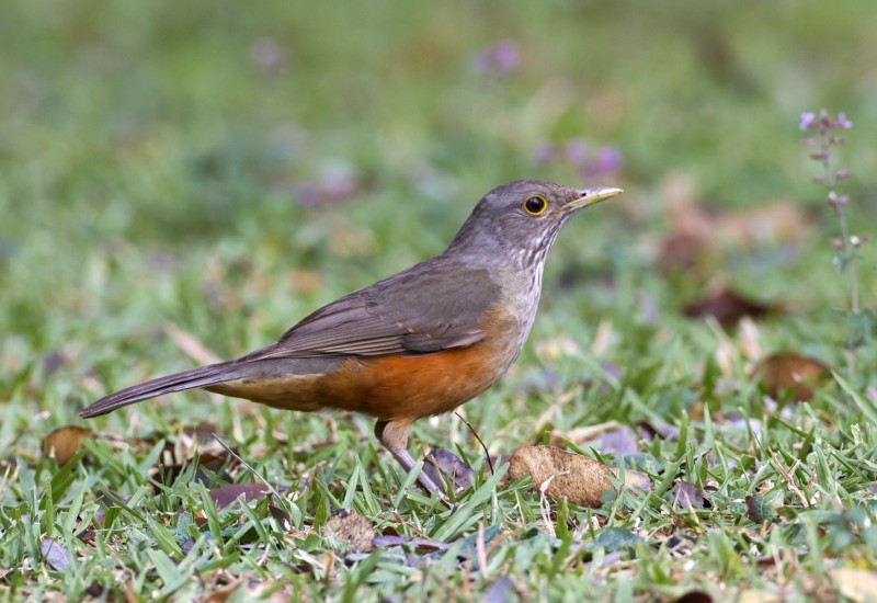 caracteristicas do sabia-laranjeira