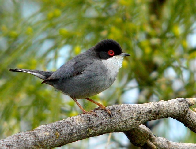 caracteristicas do toutinegra de cabeca preta