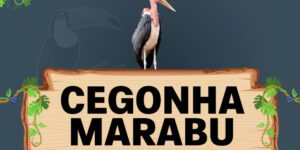 cegonha marabu