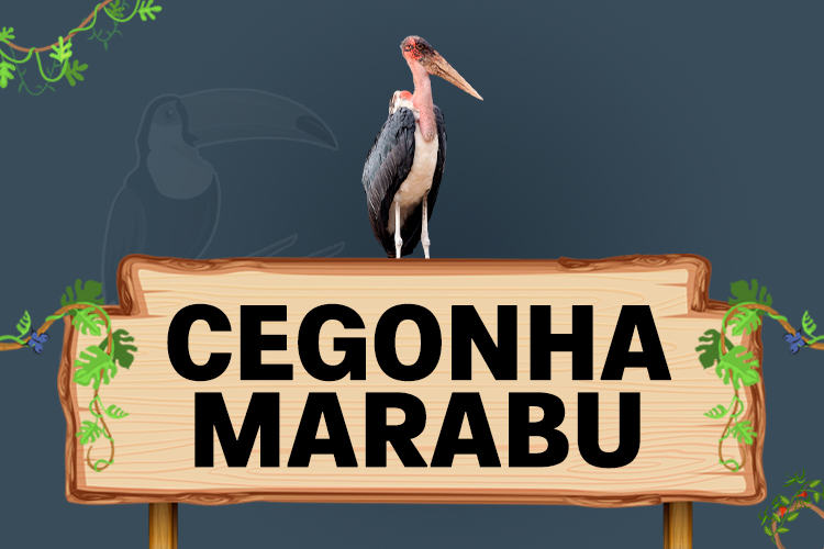 cegonha marabu