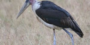 cegonha marabu