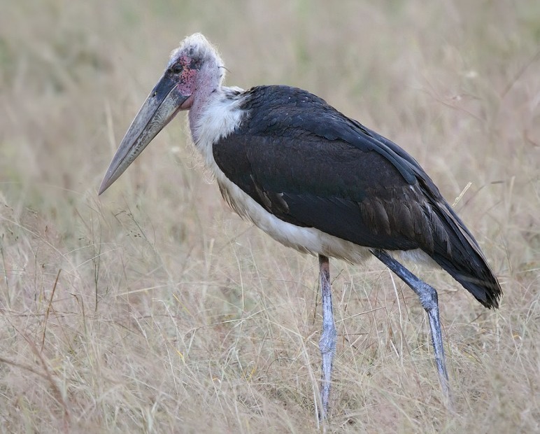 cegonha marabu