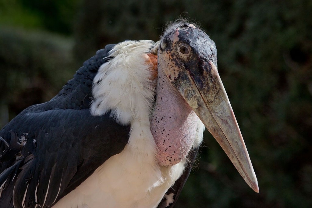 cegonha marabu