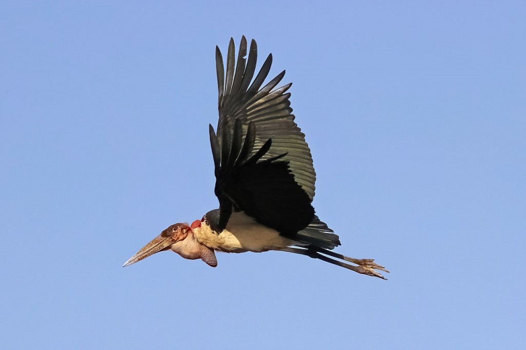 cegonha marabu
